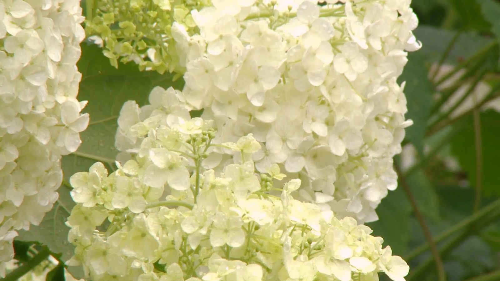 deco 0702 variedades hortensias blancas xl