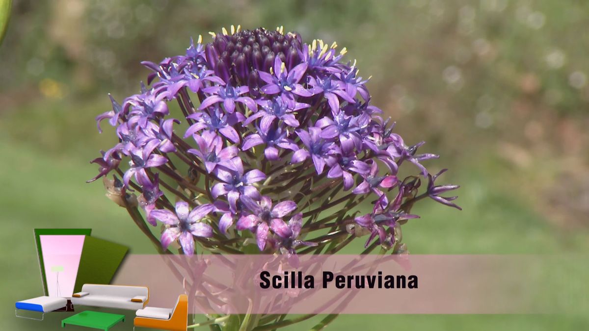 deco 693 jardineria scilla peruviana detalle