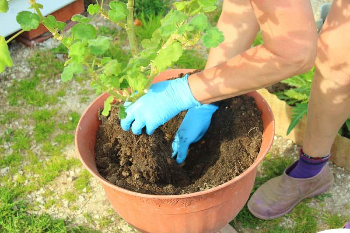 Elige un sustrato de calidad