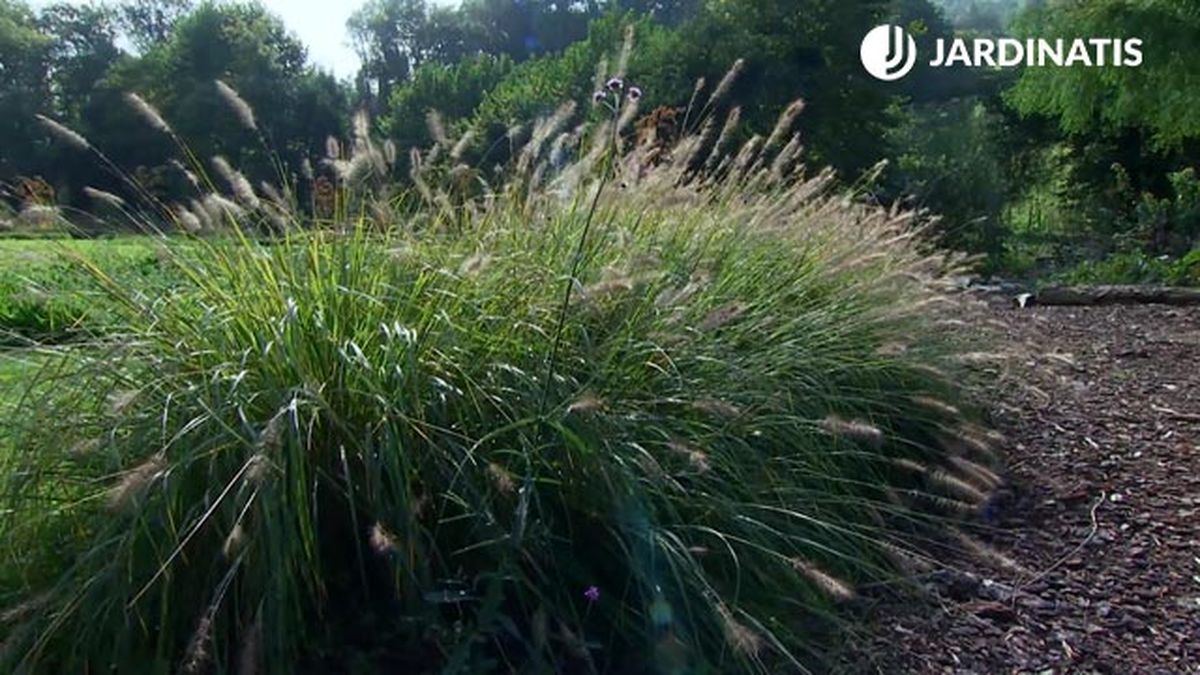 Pennisetum alopecuroides Chinese fountain grass tamano deco 634