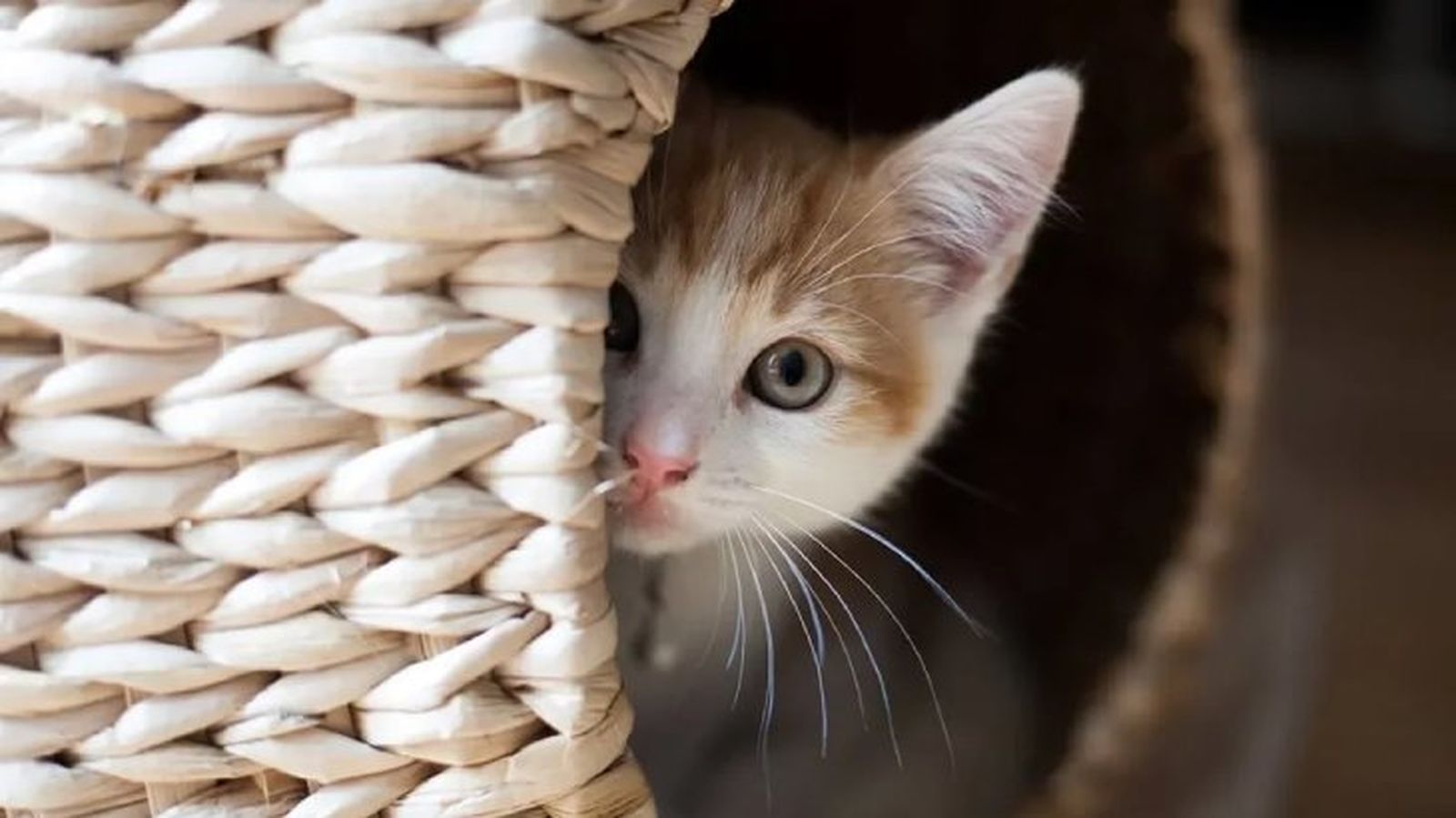 como darle una pastilla a un gato 3 como darle una pastilla a un gato 3