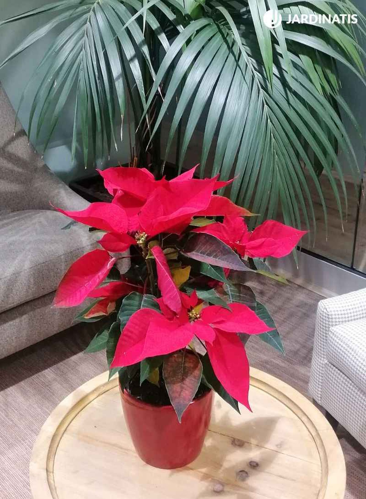 Flor de Pascua o Poinsettia