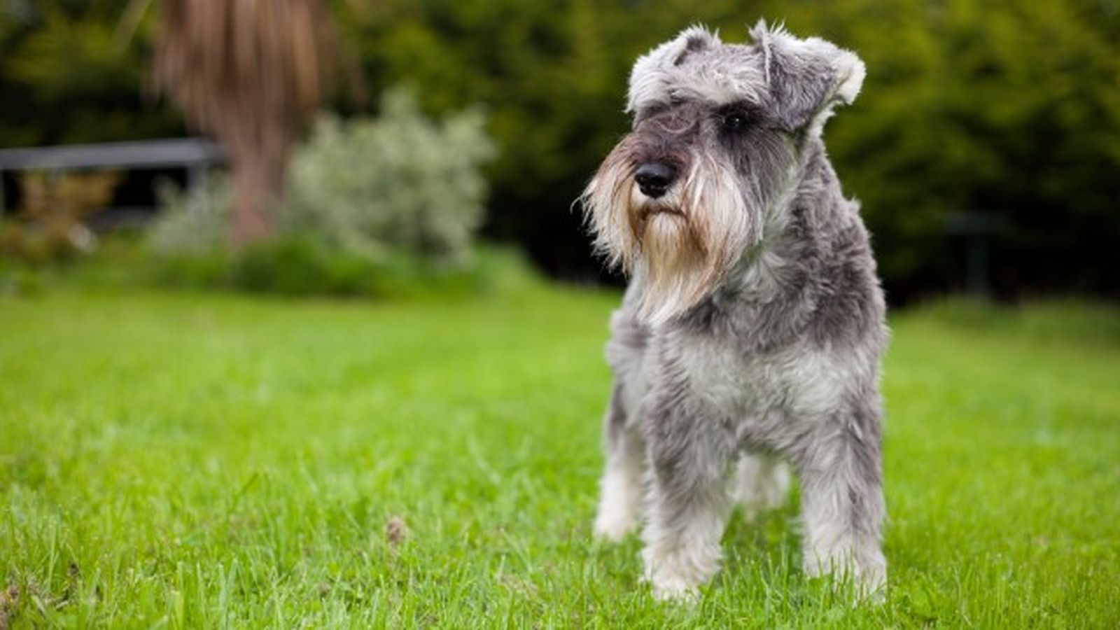 cuantas razas de perros hay 3