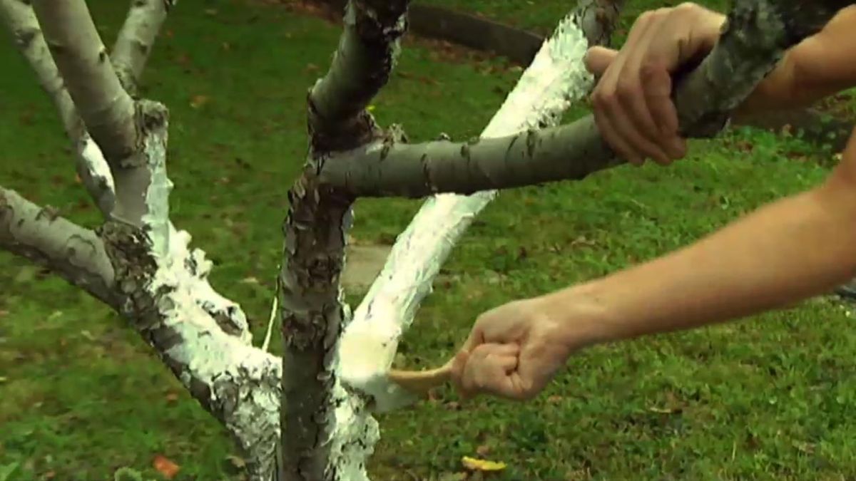 brico 619 encalar troncos con paso a paso