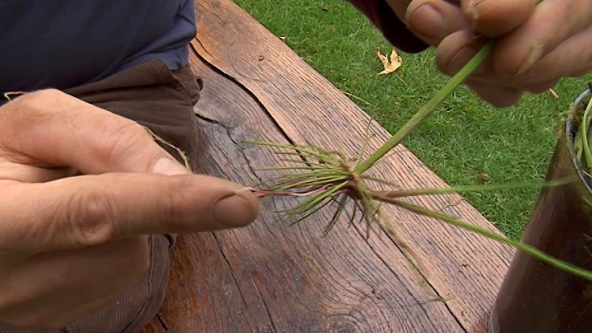 brico 721 planta adecuada para tener clase