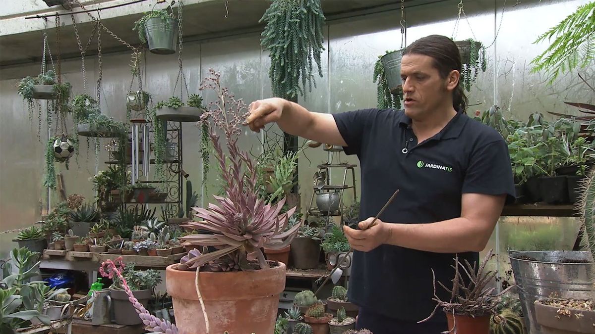 deco 766 jardin plantas crasas marrones echeveria