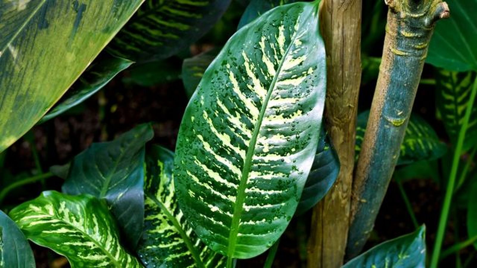 hoja de Dieffenbachia seguine topic snow hoja de Dieffenbachia seguine topic snow