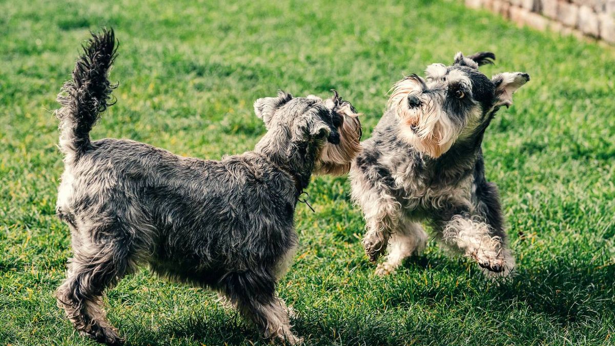 Hay varias opciones para crear una zona de sombra en el jardín