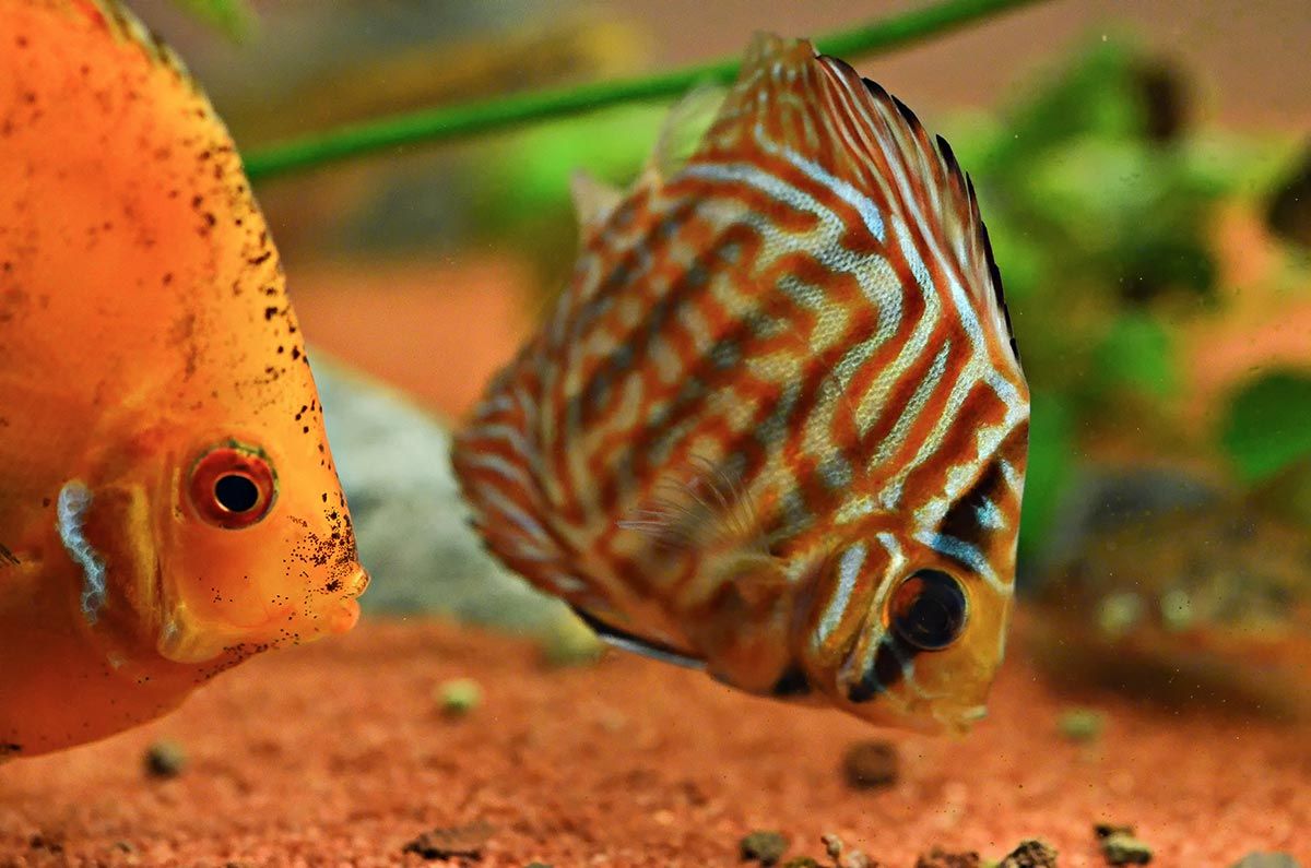 mascotas pez disco alimentacion