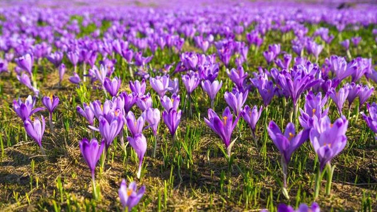 ubicacion de la planta azafran