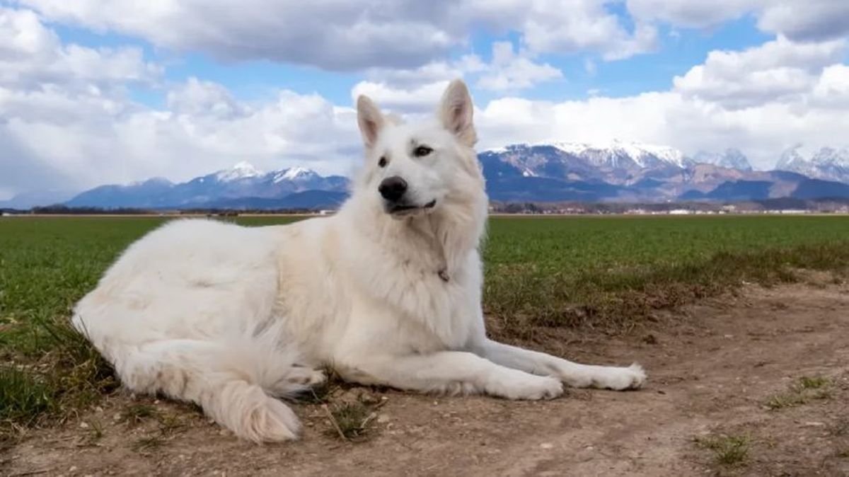 perros que parecen lobos pastor blanco suizo