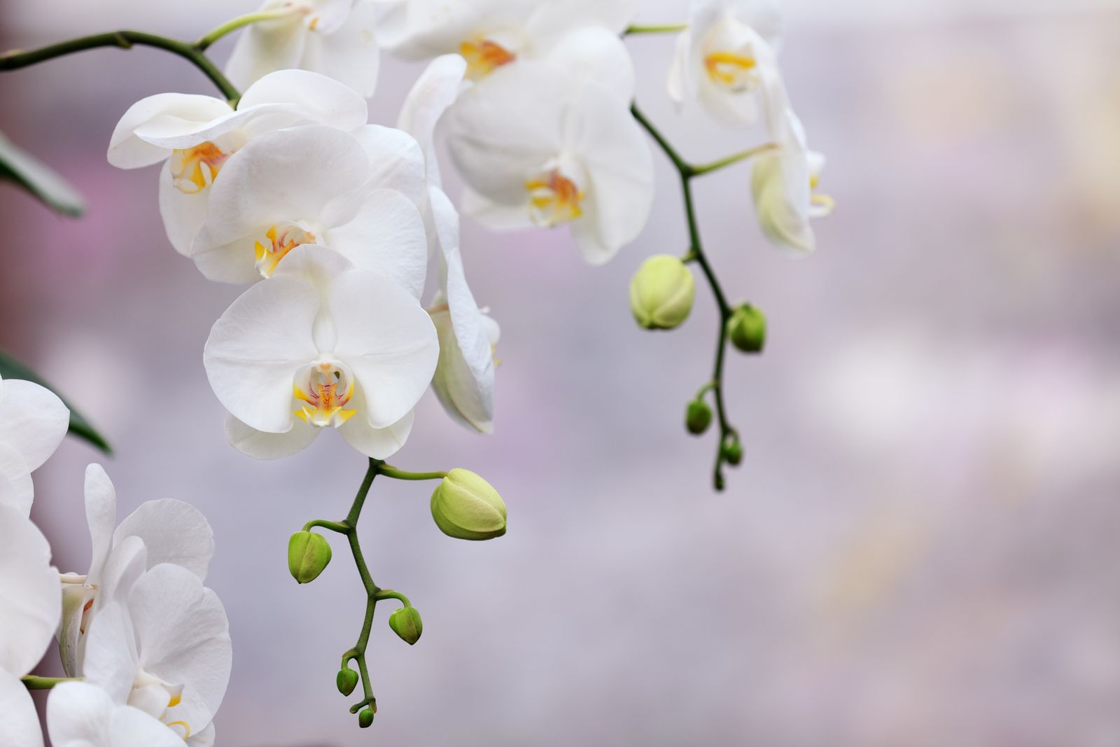 orquidea tipos