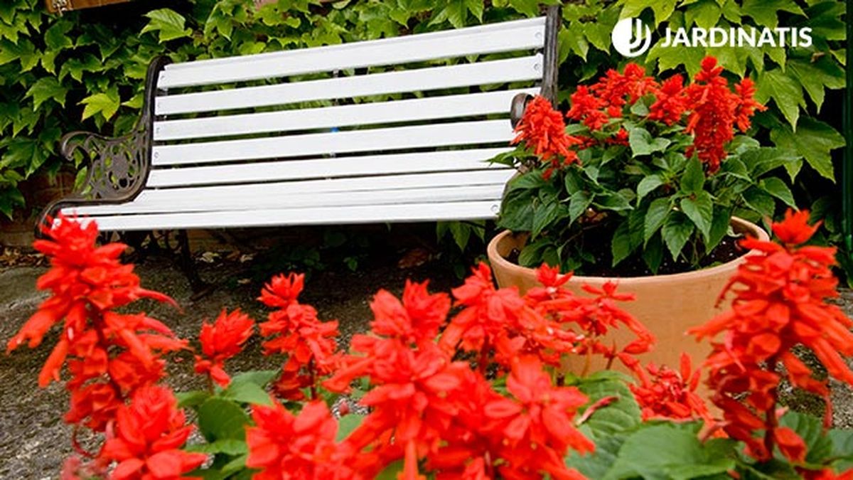 Salvia roja en macetas