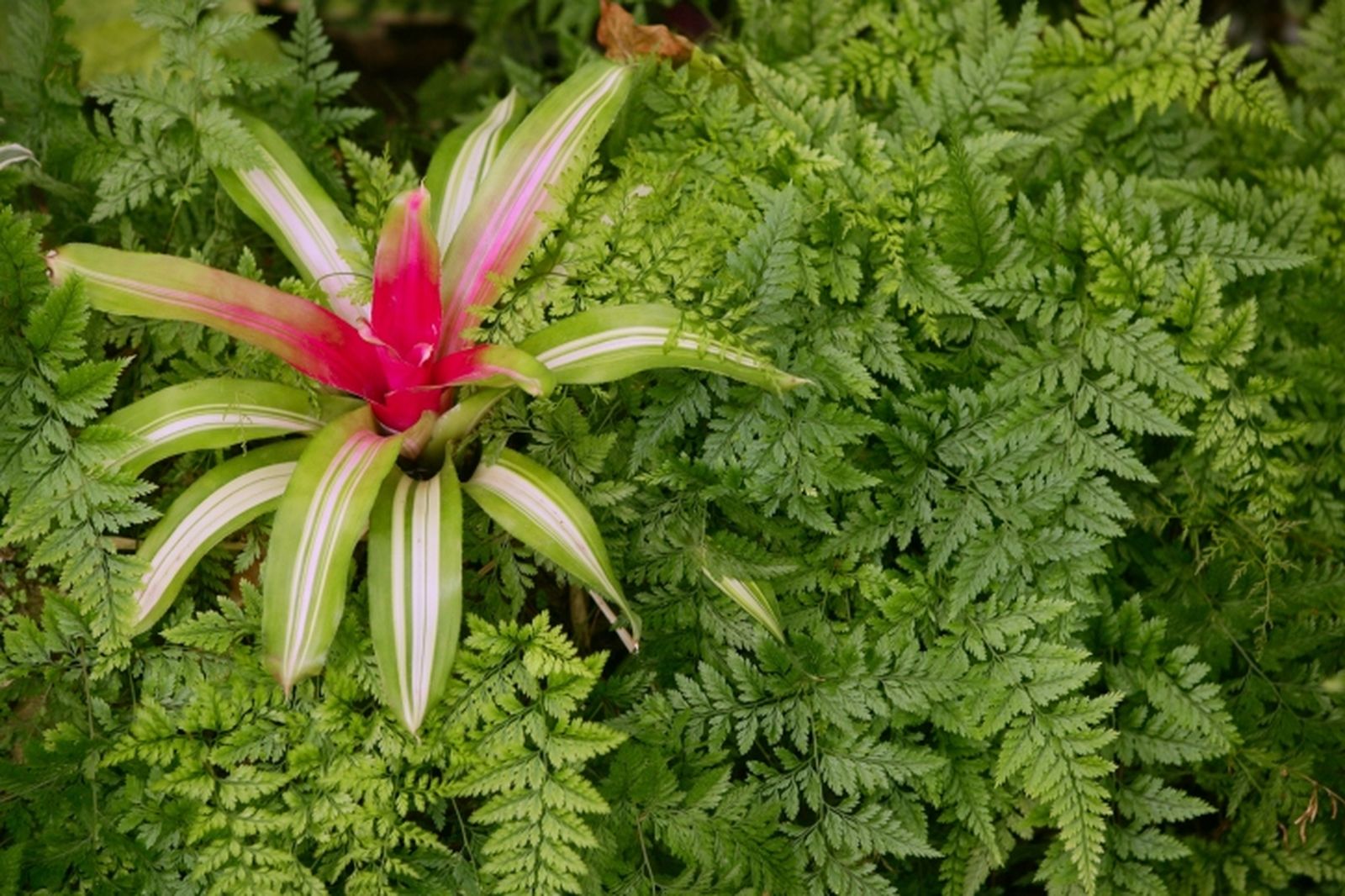 Neoregelia