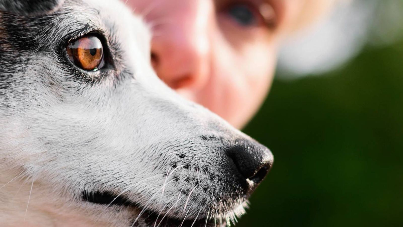El significado de que un perro te mire a los ojos El significado de que un perro te mire a los ojos