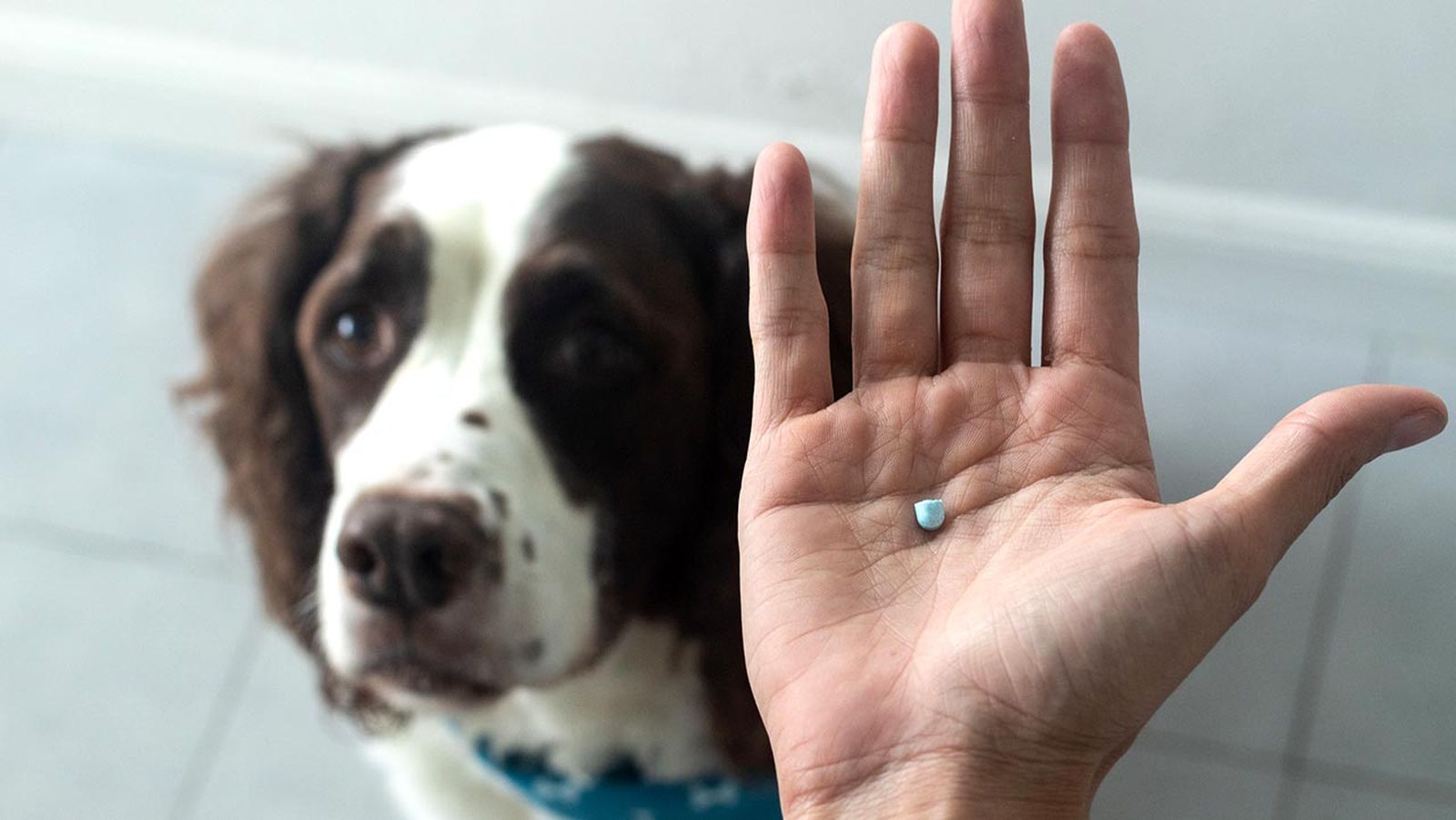 ansioliticos tranquilizantes perros portada