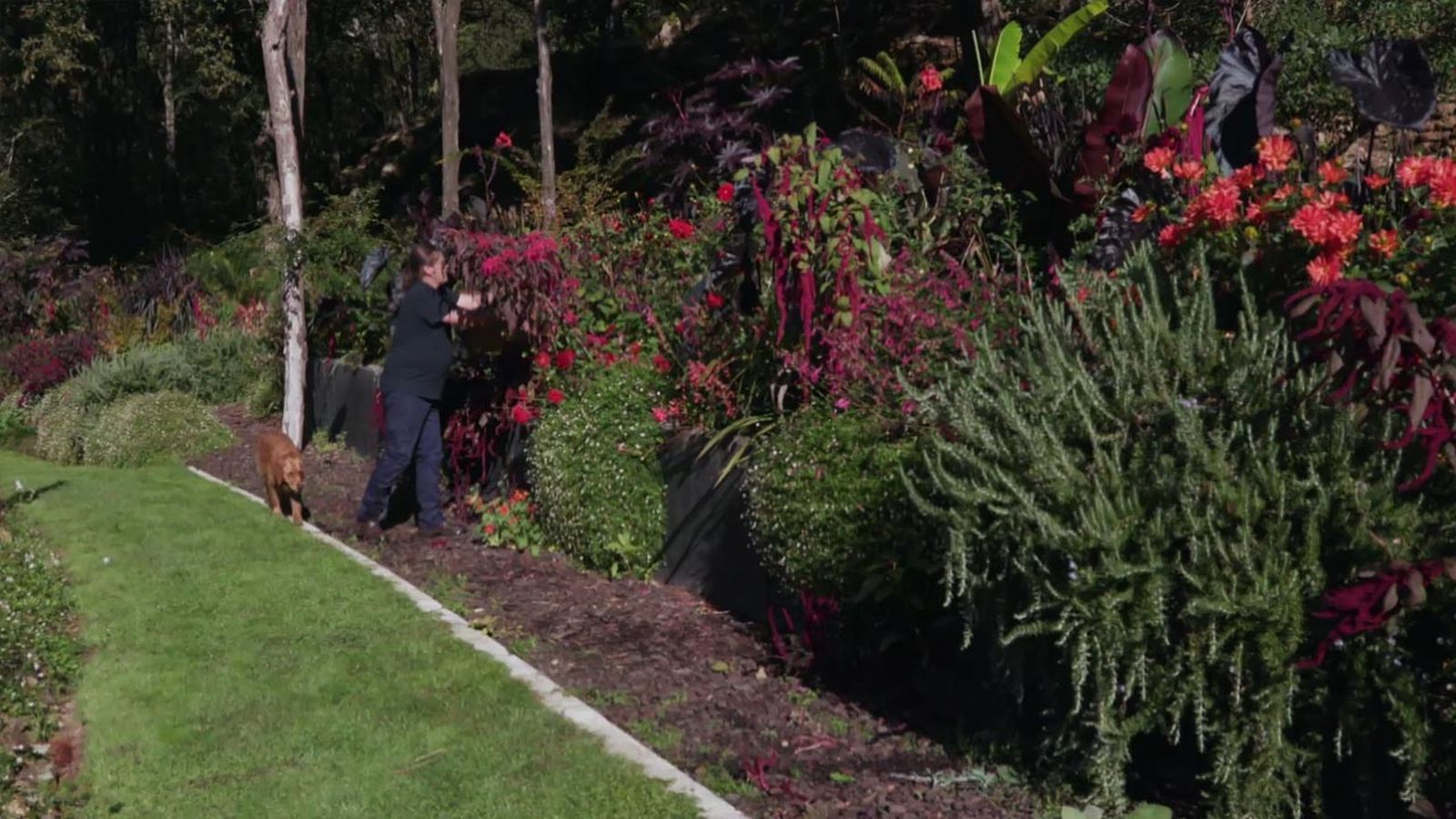 brico 1005 jardin cosecha semillas otono jardin amaranto brico 1005 jardin cosecha semillas otono jardin amaranto