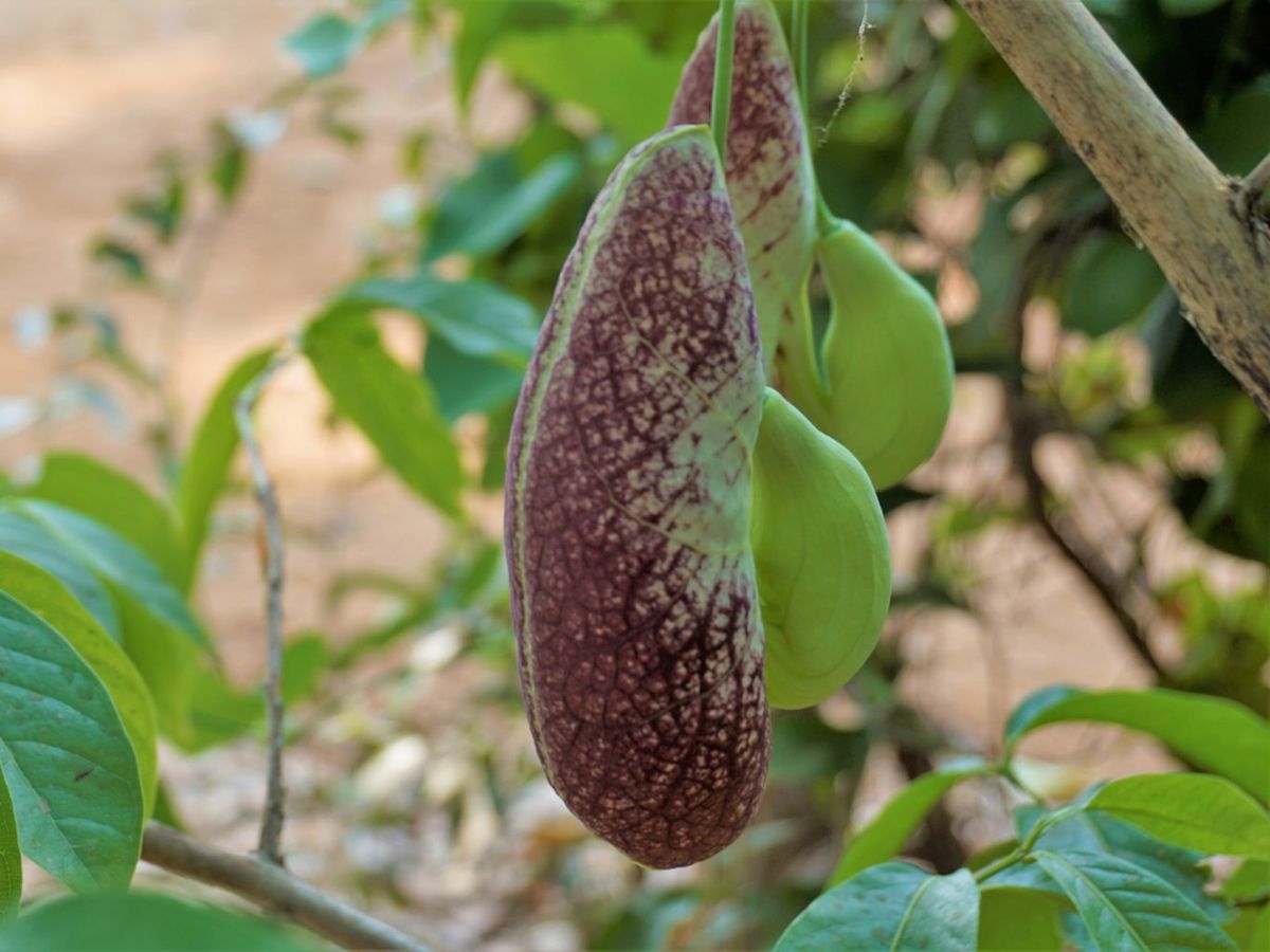 Aristolochia grandiflora.