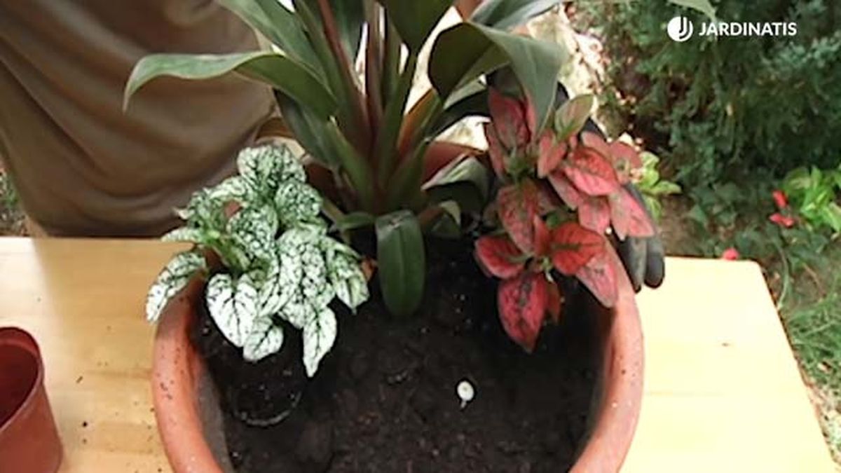 composicion plantas interior hypoestes fittonia retj 027 jardinatis