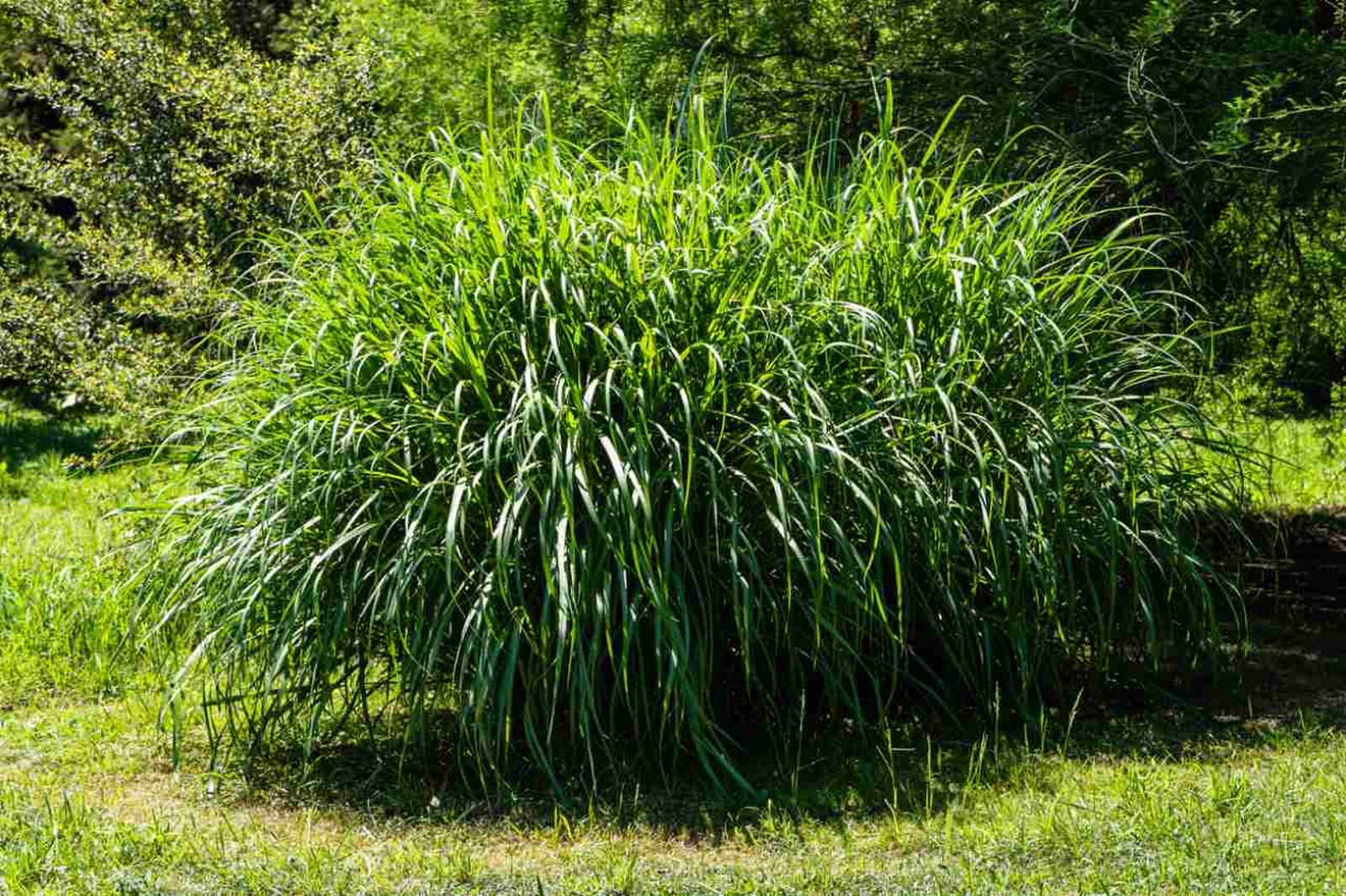 Miscanthus gracillimus o hierba de Eulalia