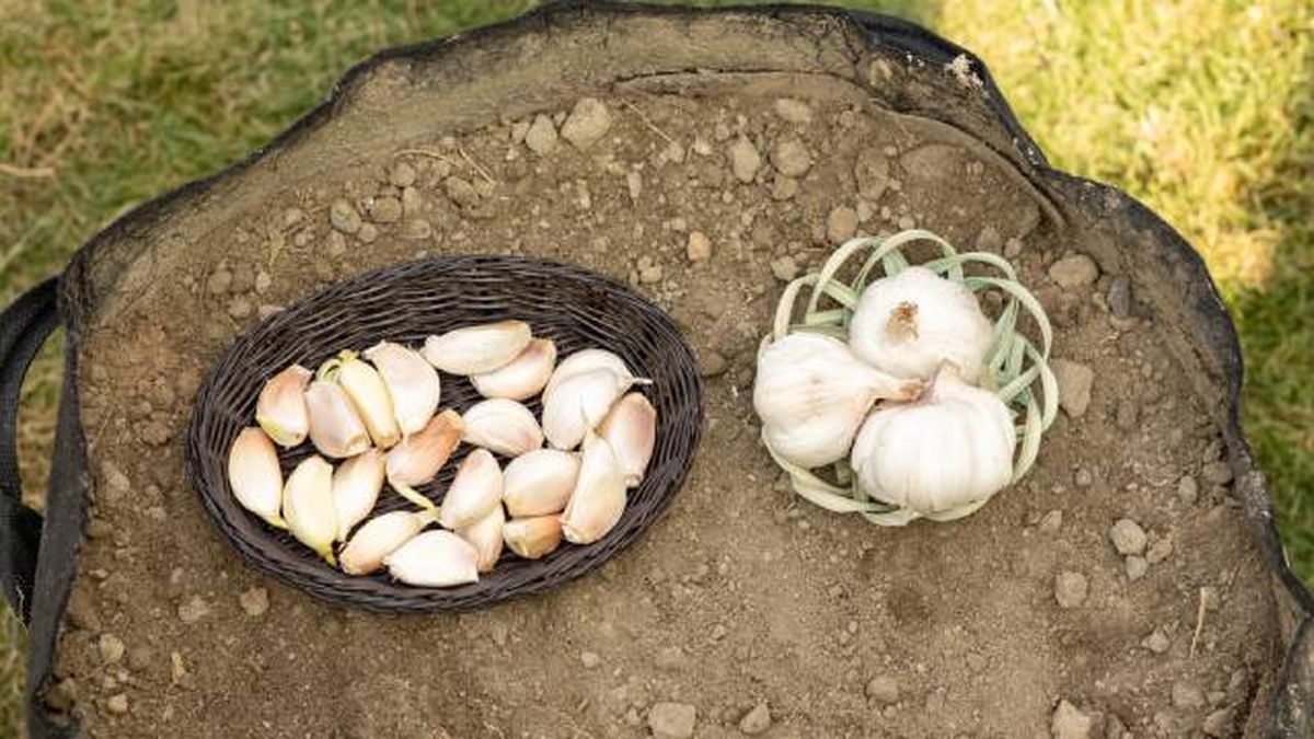 cuando plantar ajos en galicia