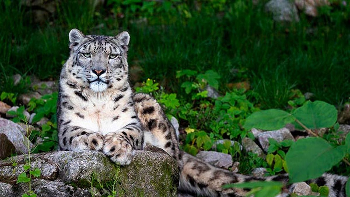 leopardo nieves 1
