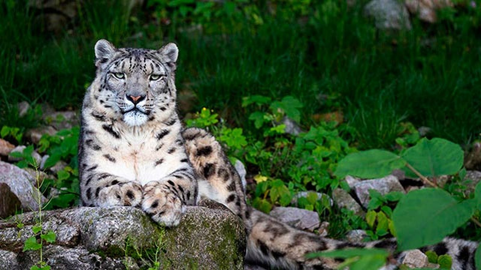 leopardo nieves 1 leopardo nieves 1
