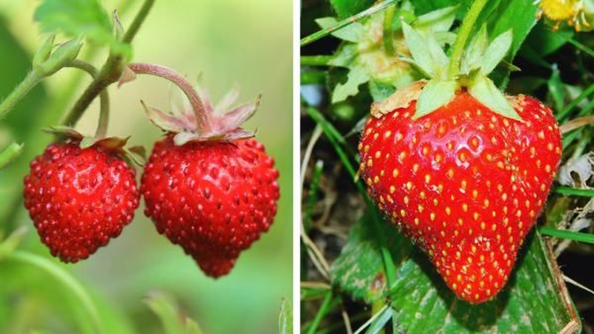 Diferencias entre fresa fresón