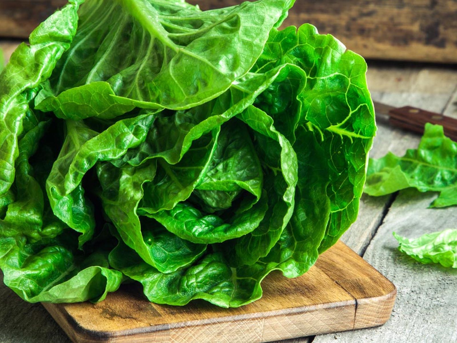 Lechuga trocadero Lechuga trocadero