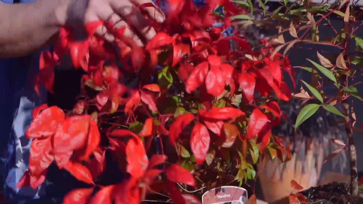 brico 937 3 variedades nandinas fire power