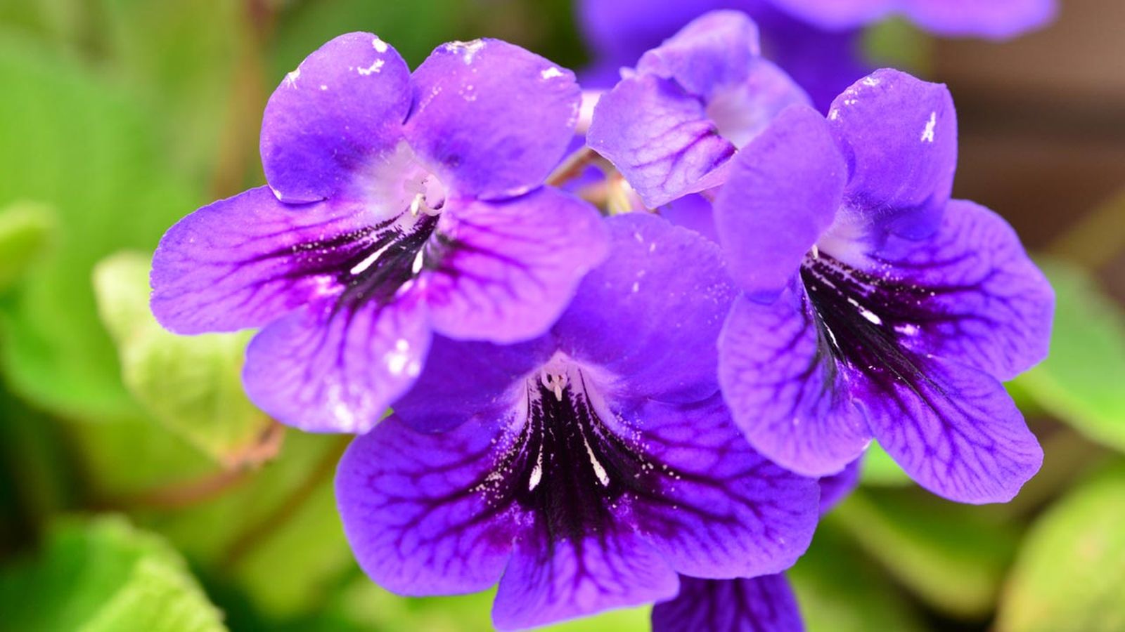 Streptocarpus planta interior Streptocarpus planta interior