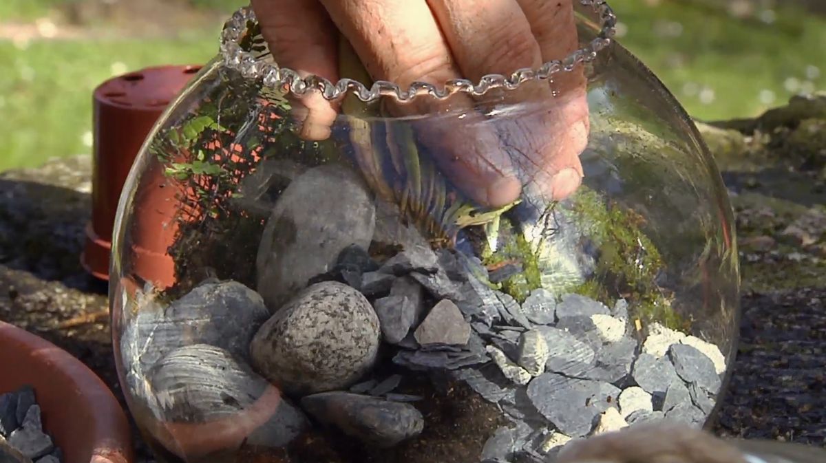 Plantar plantas carnívoras en peceras paso 4