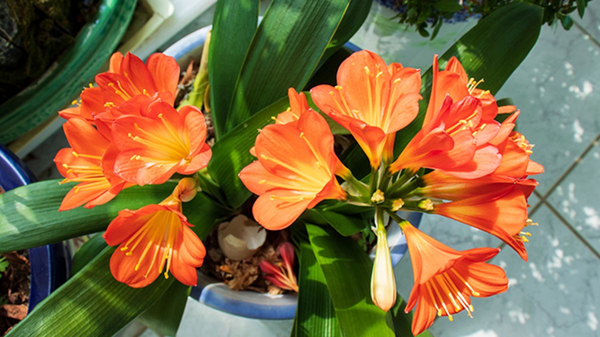 planta clivia lirio kaffir
