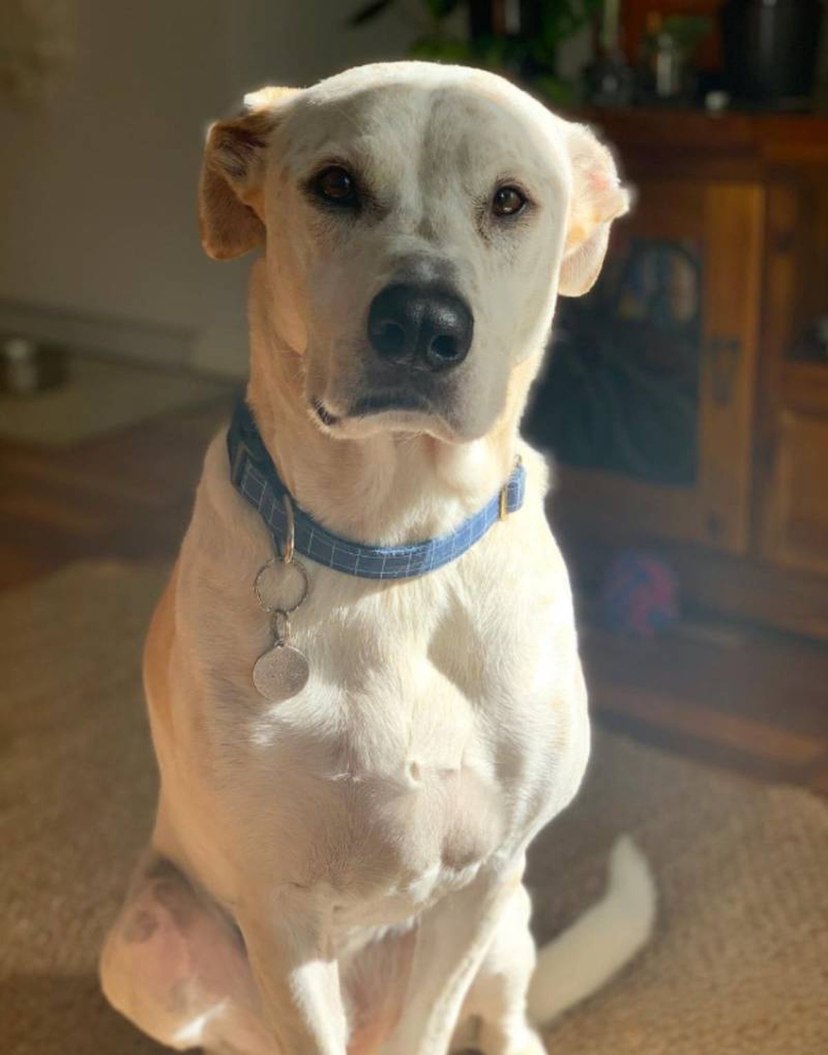 El Bull Arab es un perro que destaca por ser valiente, inteligente y tenaz