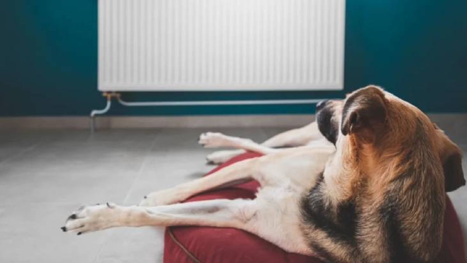 por que le suenan las tripas a mi perro 9 (1)