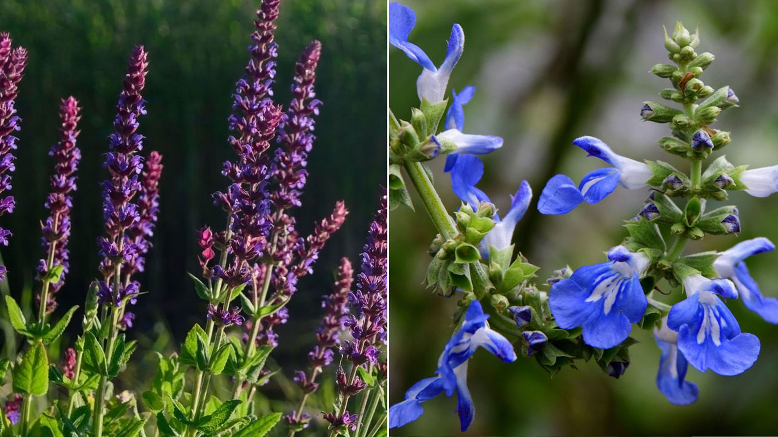 Dos variedades de salvia para otoño Dos variedades de salvia para otoño