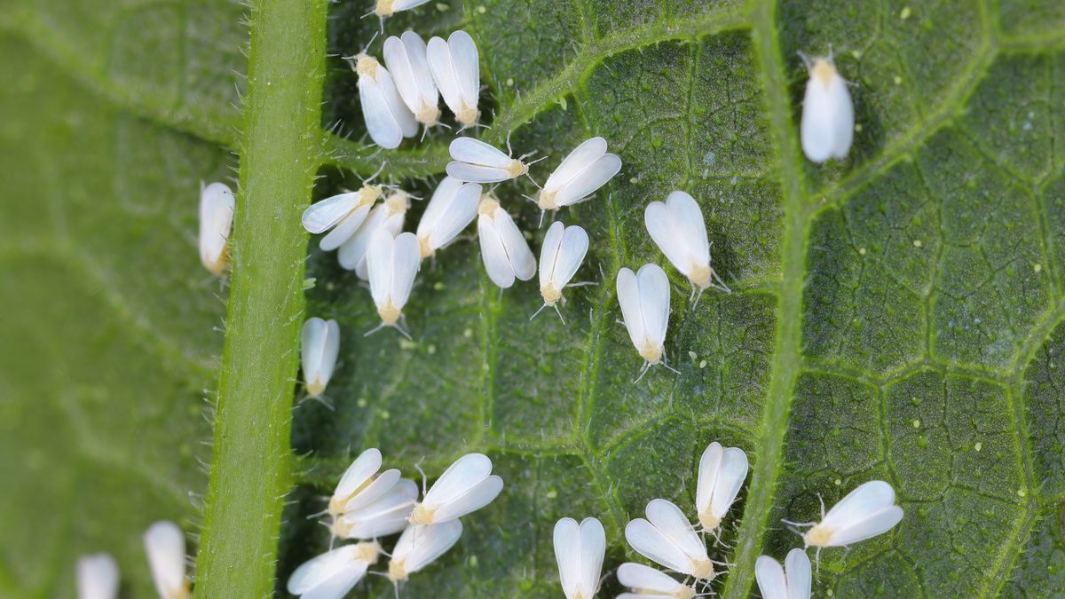 No todas las especies de moscas blancas son dañinas