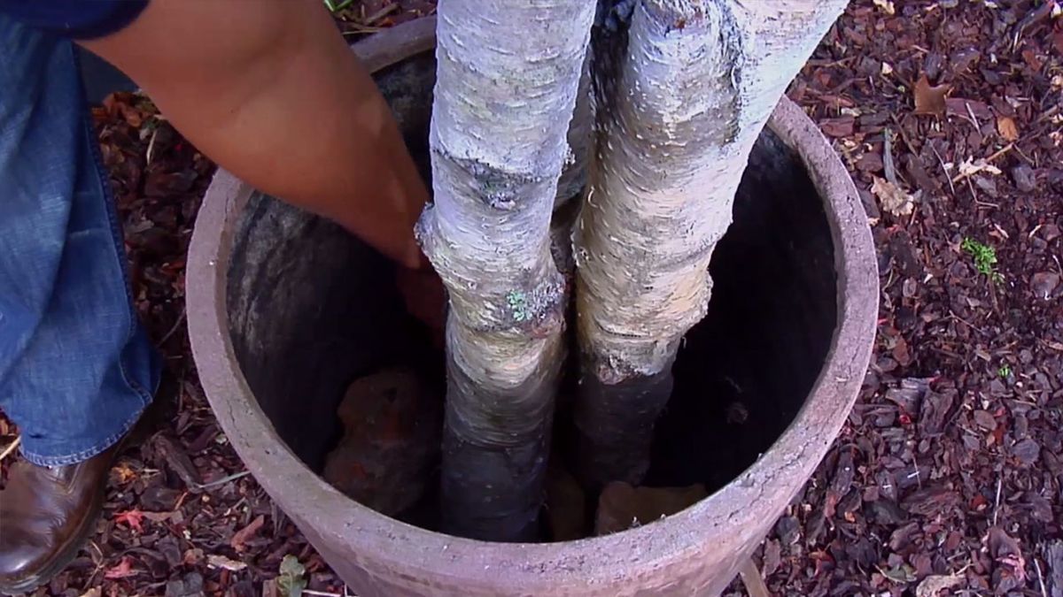 BRICO_JARDIN_851_Arbol navideño con troncos de abedul piedras
