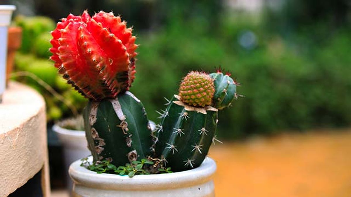 cactus injertado luz