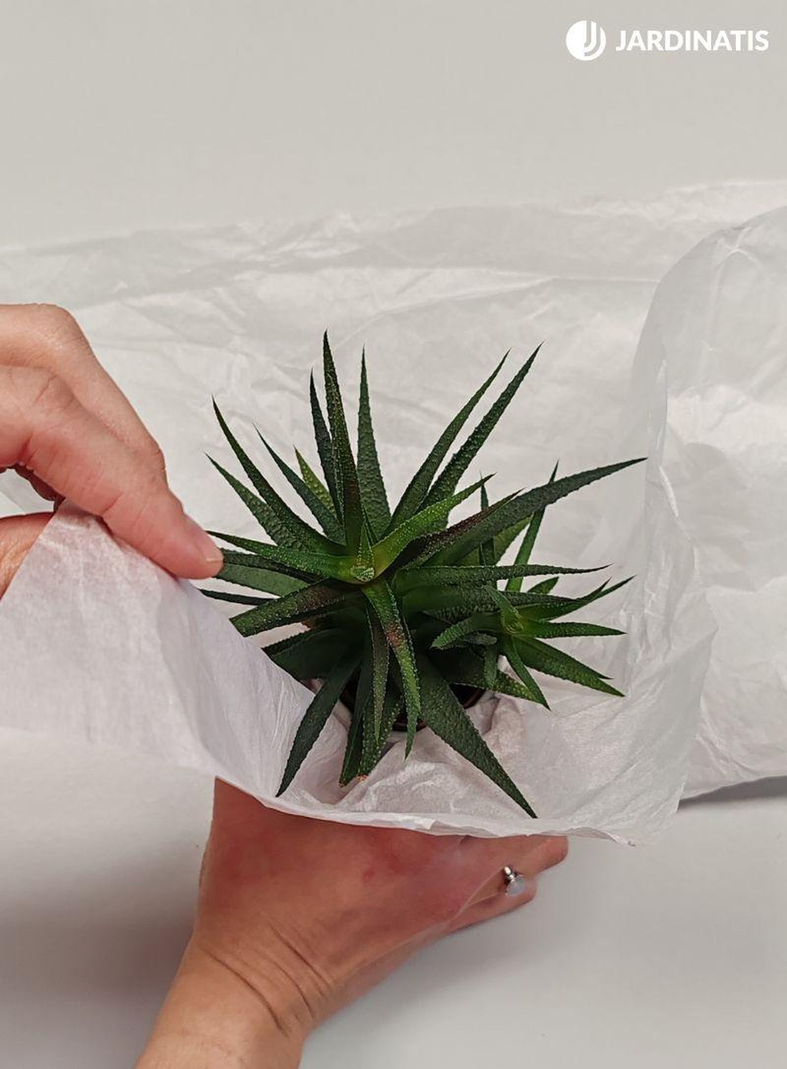 Rodea la maceta con papel de regalo Rodea la maceta con papel de regalo
