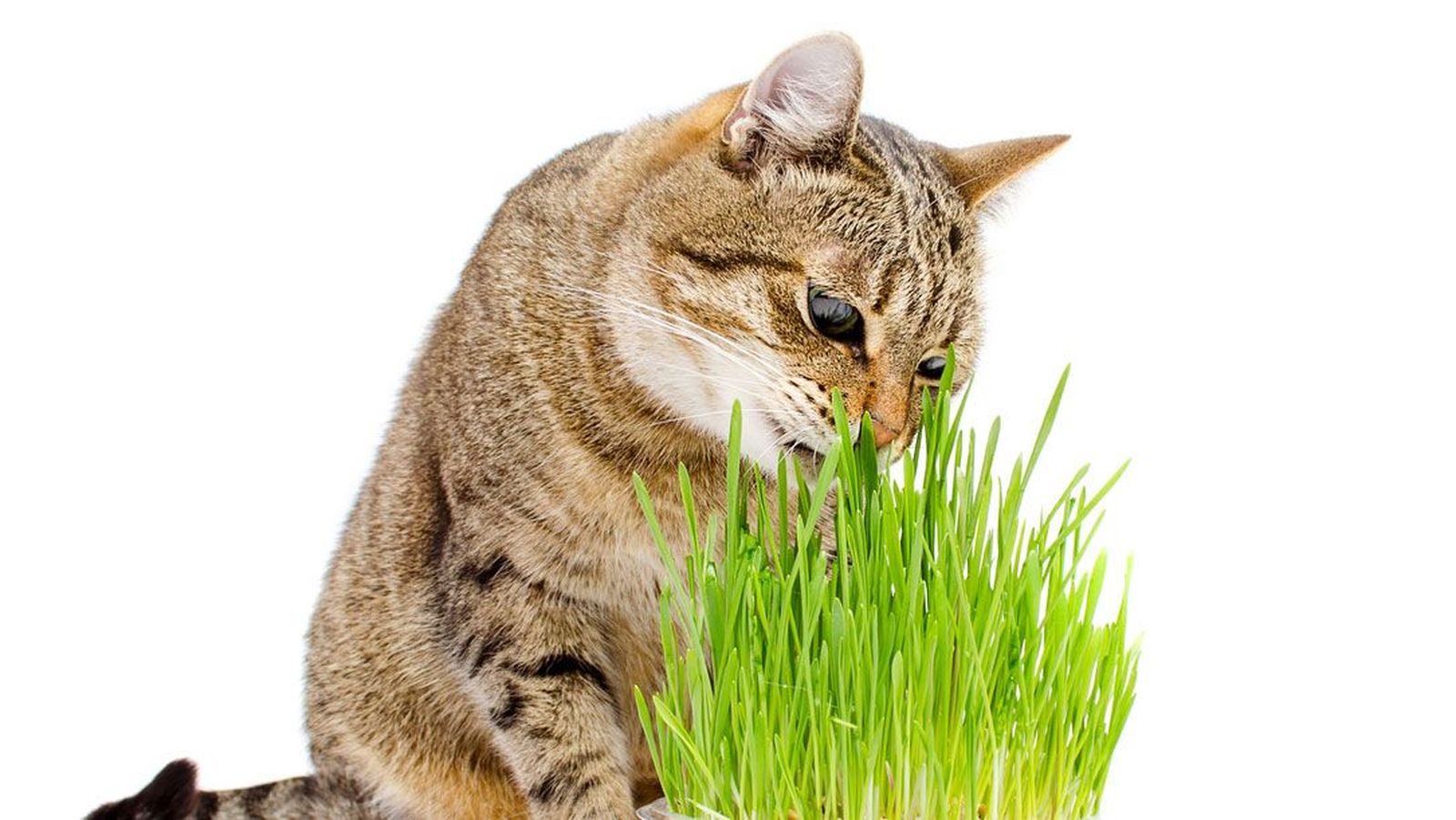 gato comiendo hierba