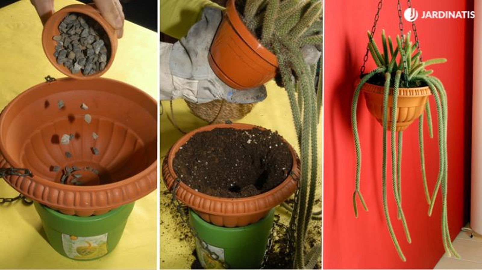 como plantar un cactus en cesto colgante como plantar un cactus en cesto colgante