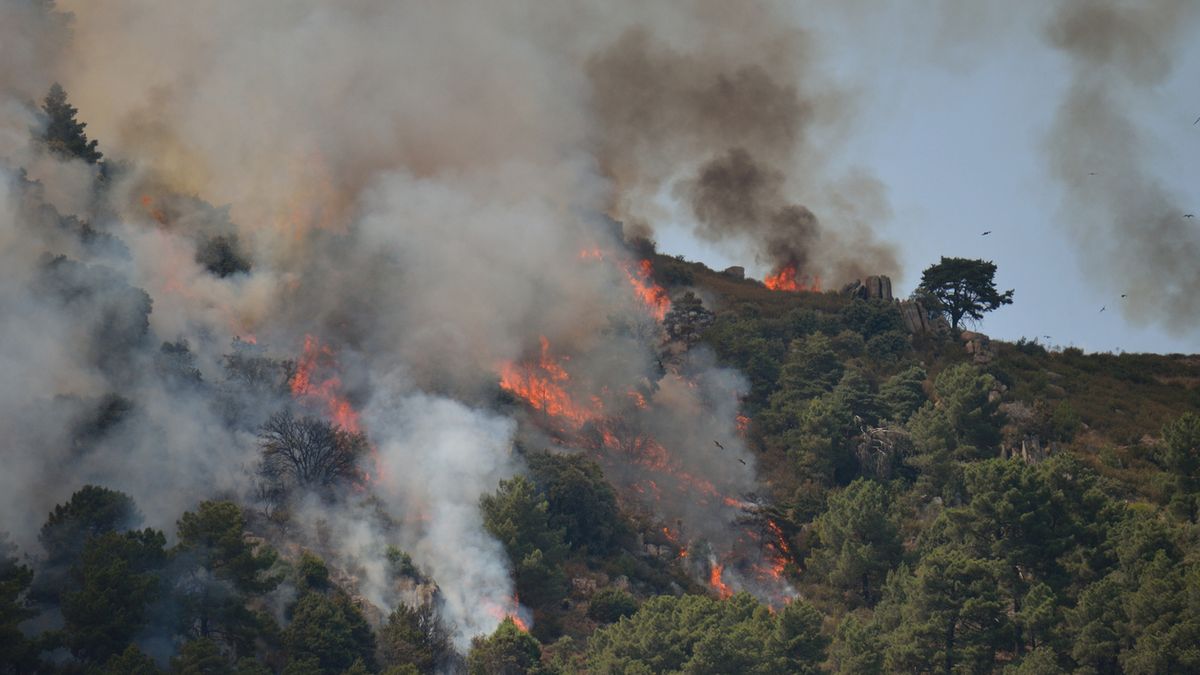 Muchas especies de plantas se han adaptado a los incendios