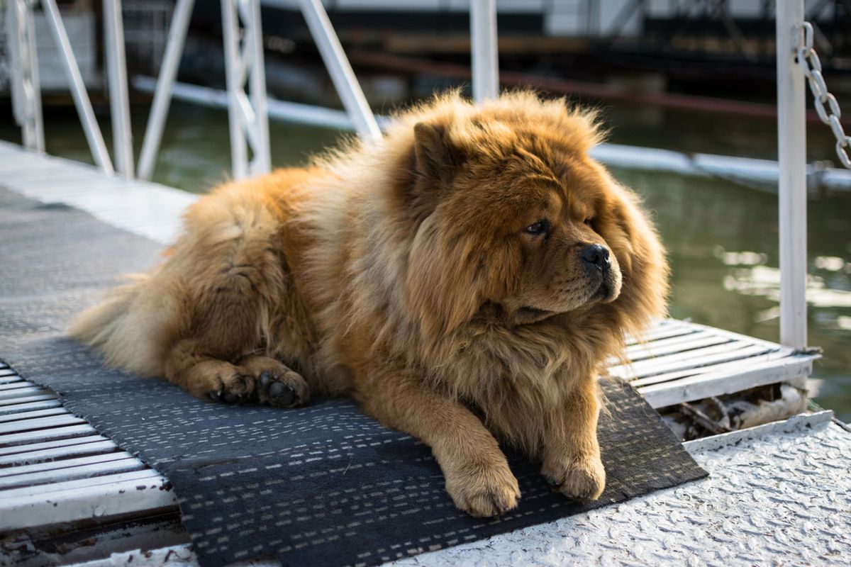 chow chow leon