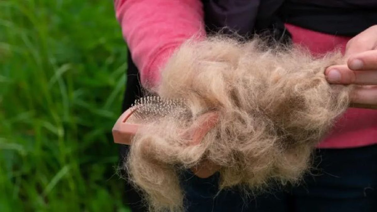 a mi perro se le cae mucho el pelo 5