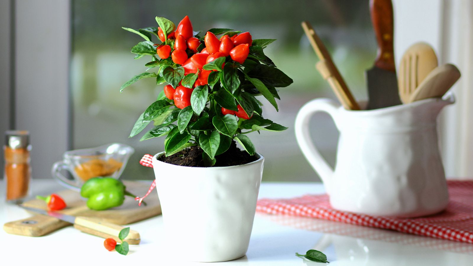 capsicum annuum capsicum annuum