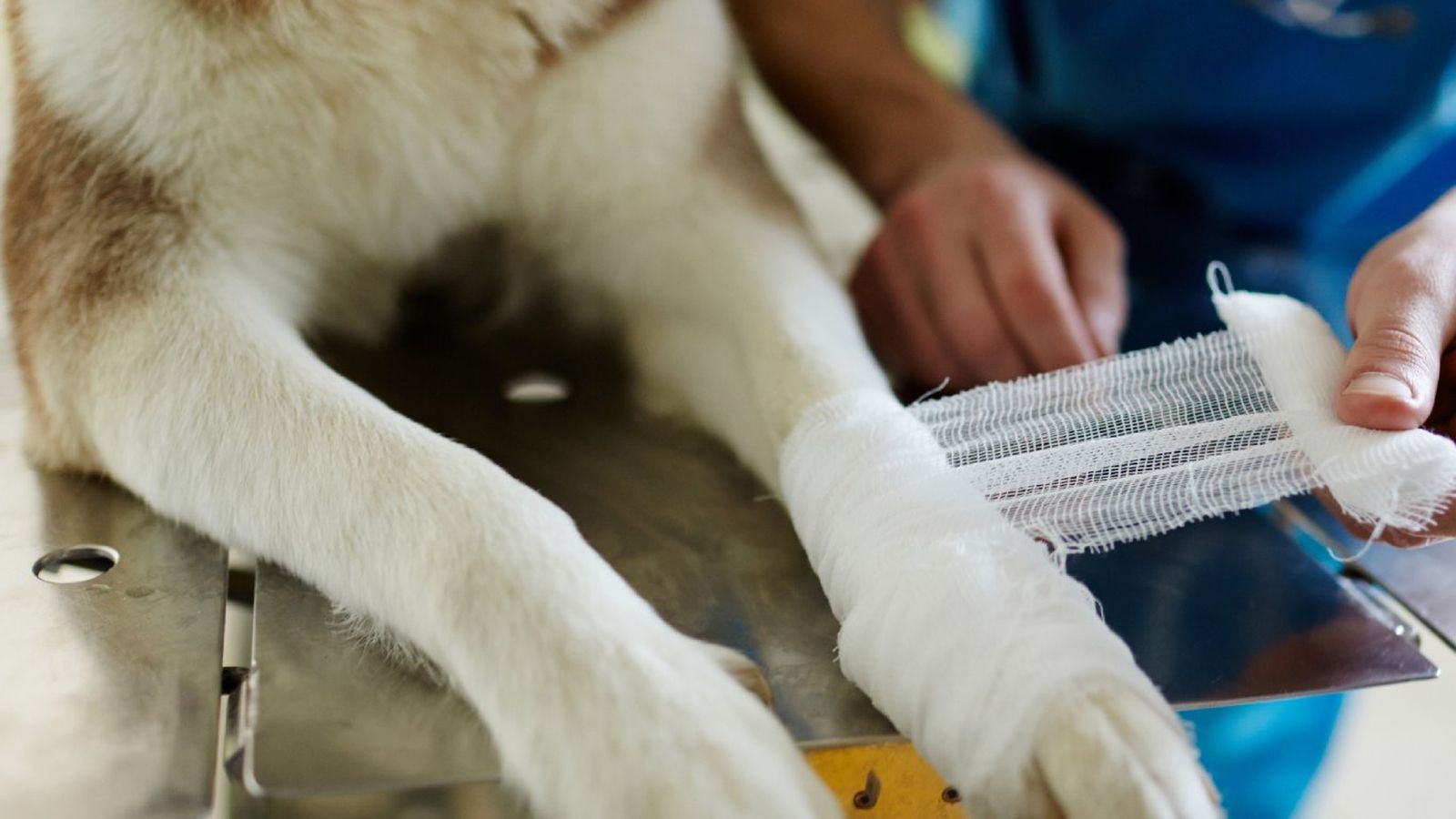 Vendaje en perros