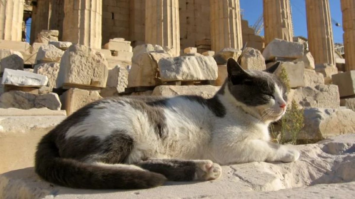 nombres griegos para gatos 1