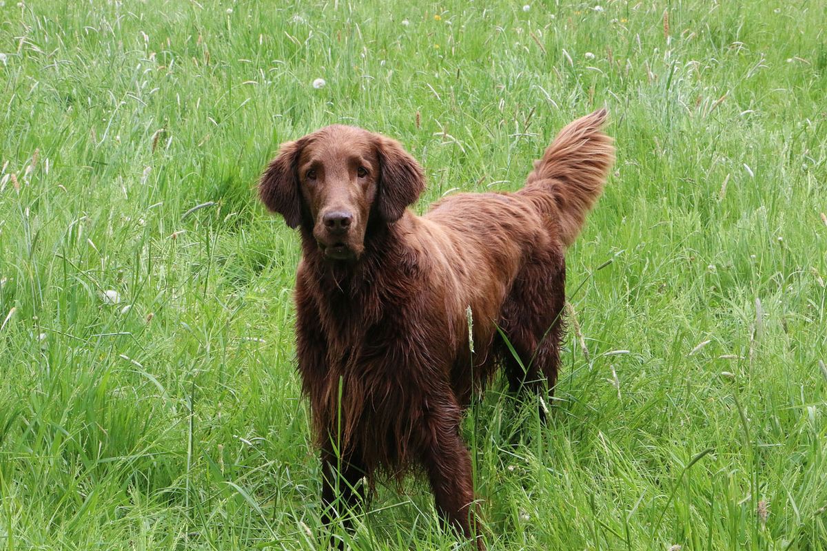 tipos de retriever flat coated retriever