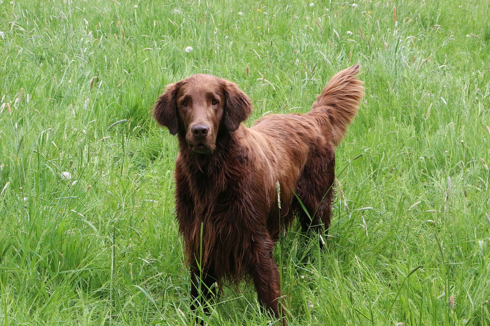 tipos de retriever flat coated retriever tipos de retriever flat coated retriever